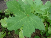 Abelmoschus esculentus (Okra, gumbo, lady's finger). Leaves