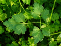 Petroselinum crispum, Parsley, leaf