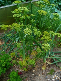 Petroselinum crispum, Parsley, leaves. Botanical Garden KIT, Karlsruhe, Germany