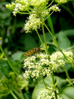 Syrphe hoverfly