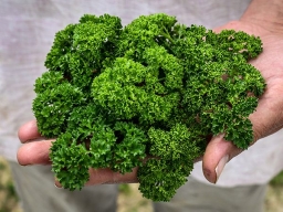 Moss Curled Parsley