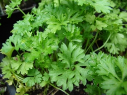 Petroselinum crispum (Parsley). Leaves.