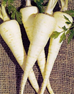 Hamburg half Long (Parsnip/rooted parsley type)