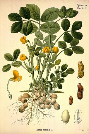 Arachis hypogaea L.