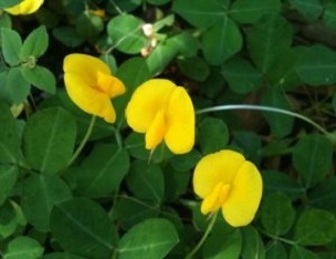 Perennial Peanut. The blossoms are edible