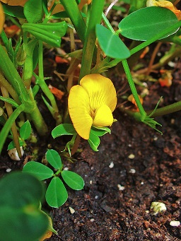 Arachis hypogaea, Fabaceae, Peanut, Groundnut, habitus; Botanical Garden KIT, Karlsruhe, Germany