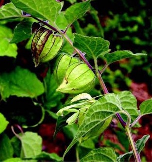 Papery fruit sacks (and a praying mantis)