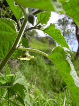 Physalis peruviana) Flower, Auwahi, Maui, Hawaii.