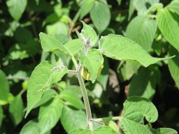 Physalis peruviana Mannavan Shola, Anamudi Shola National Park