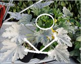 Squash plant infected with powdery mildew. Notice how old leaves are completely covered with talc-white powdery mildew (arrows), whereas new leaves appear to be free of this disease (circle).