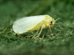 Adult Bemisia argentifolii Bellows & Perring or B. tabaci (Gennadius), B strain