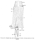 Sheath base and surface view of sheath, showing location of hair groups