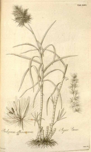 Saccharum officinarum L.