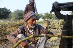 sugar-cane-man-machine-punjab