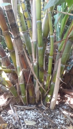 Lower leaves removed revealing the segmented stalks