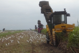 Cattle Egrets (Bubulcus ibis) forage for insects and soil grubs during a pause in a sugarcane harvest operation in fields west of Clewiston, FL, December 2005