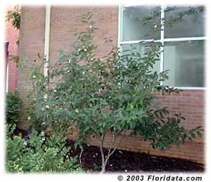 This tea plant enjoys a sheltered microclimate