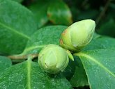 Camellia sinensis, Dendrological Garden in Przelewice, Poland