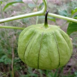 Large-flowered Tomatillo Physalis philadelphica, Villaflores, Chis., México