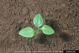 Tomatillo groundcherry (Physalis philadelphica) seedling