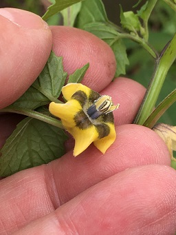 Physalis philadelphica Lam.