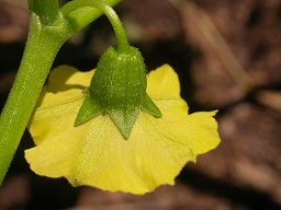 Solitary, nodding, axillary flower