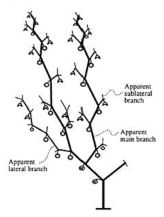 Diagram of the tomatillo plant in full development showing fruit setting over different branches. Modified from Cartujano-Escobar et al. (1985a).