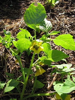 Physalis philadelphica (Tomatillo), Flowers and leaves, Hawea Pl Olinda, Maui, Hawai'i