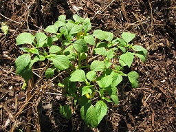 Physalis philadelphica (Tomatillo), Habit, Hawea Pl Olinda, Maui, Hawai'i