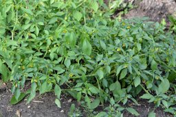 Tomatillo, Physalis ixocarpa,Tatarstan, Russia