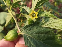 Tomatillo, Physalis ixocarpa, Loulé, Portugal