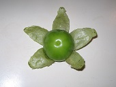 Ripe tomatillo, partially opened.