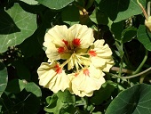 Nasturtium