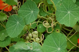 Tropaeolum majus - Botanical Garden Bremen