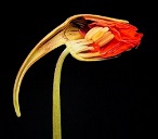 Tropaeolum majus Bouton floral, vu en coupe lontitudinale