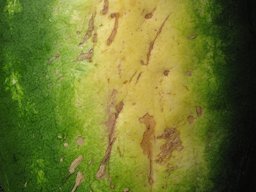 Harvested fruit yellow patch on underside of melon indicating ripe at Hawea Pl Olinda, Maui, Hawaii