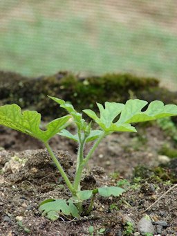 Young shoot emerging