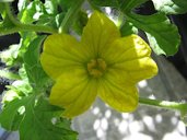 Watermelon male flower