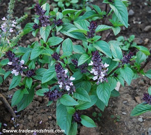 'Christmas' basil