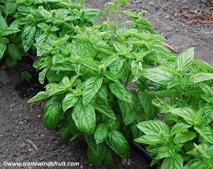 Lettuce Leaf Basil