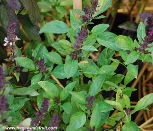 Licorice Basil