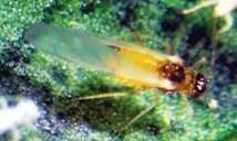 Winged adult (yellow morph) melon aphid