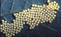 Eggs of the saltmarsh caterpillar