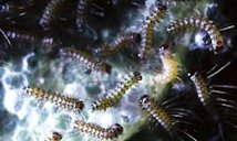 Aggregation of young saltmarsh caterpillars