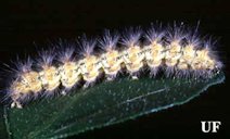 Intermediate stage of the saltmarsh caterpillar