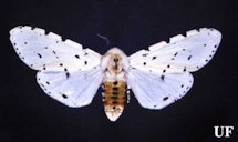 Adult female of the saltmarsh caterpillar