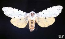 Adult male of the saltmarsh caterpillar