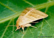 An adult tobacco budworm