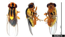 Leaf miner fly collected from chard leaves in Howell Collective Garden