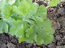 Watermelon leaf